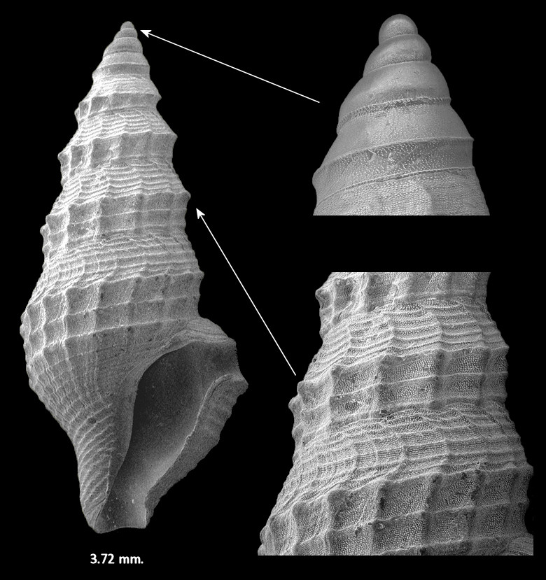 Nannodiella pauca Fargo in Olsson and Harbison, 1953