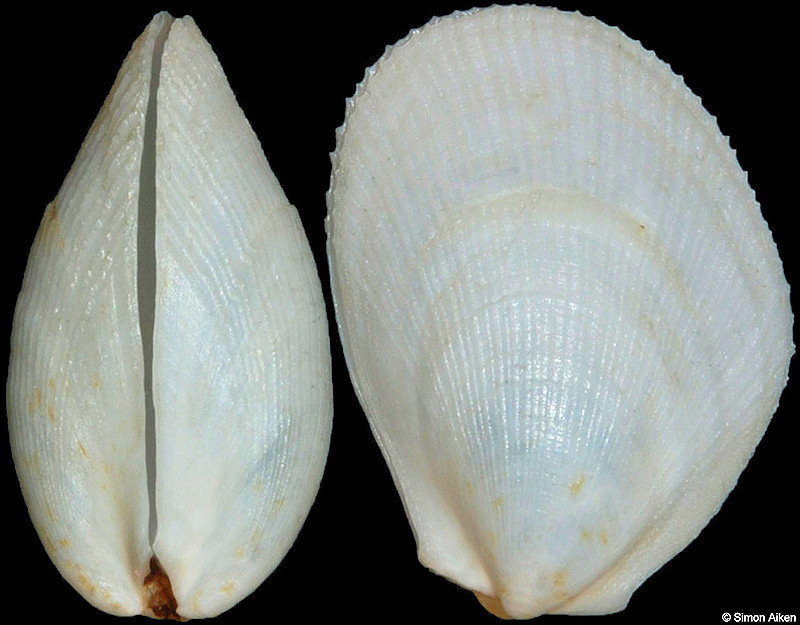 Limaria pacifica (d'Orbigny, 1846)