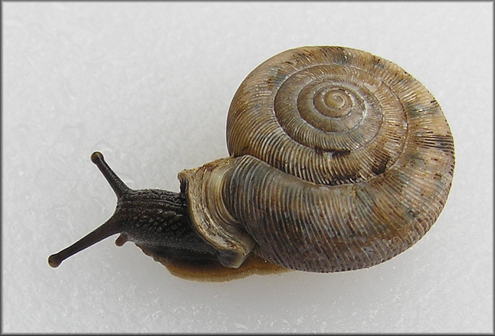 Daedalochila auriculata (Say, 1818) Ocala Liptooth From Putnam County, Florida