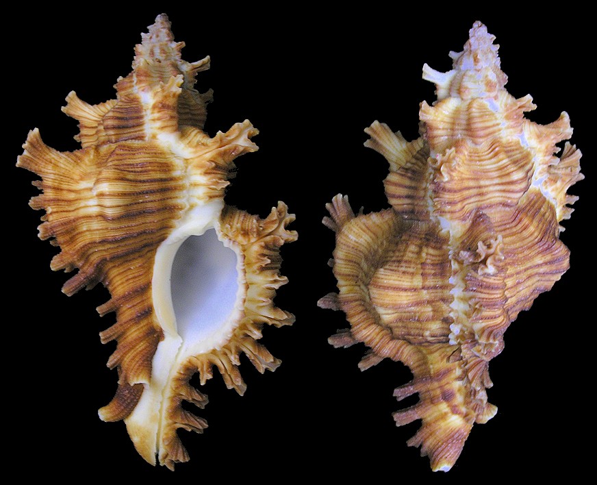 Chicoreus torrefactus (G. B. Sowerby II, 1841)