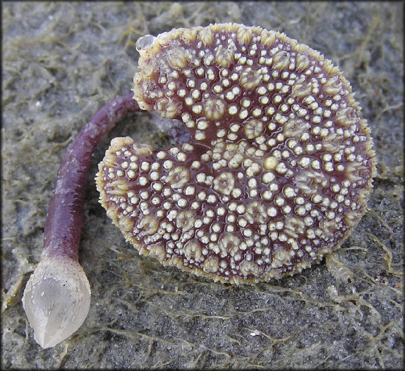 Renilla reniformis "Sea Pansy"