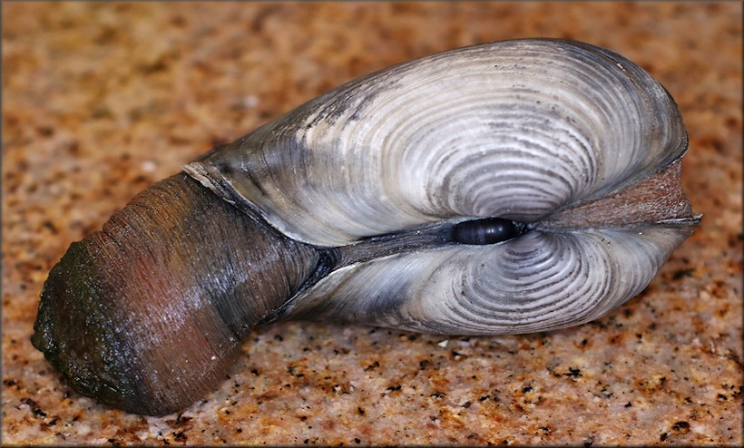 Panopea bitruncata (Conrad, 1872) Atlantic Geoduck