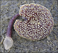 Renilla reniformis "Sea Pansy"