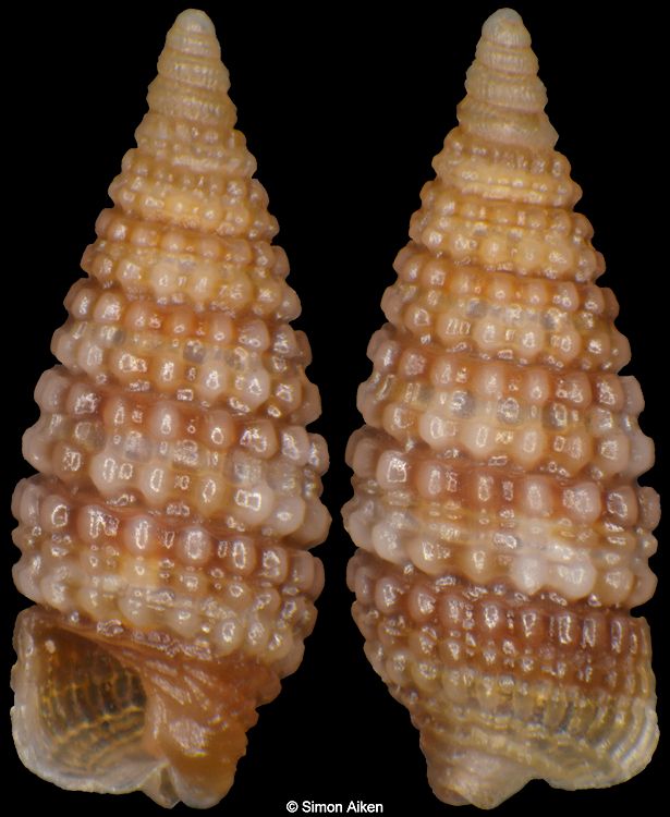 Obesula cf. pantherina Jousseaume, 1898