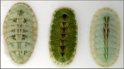 Ischnochiton papillosus  (C. B. Adams, 1845)