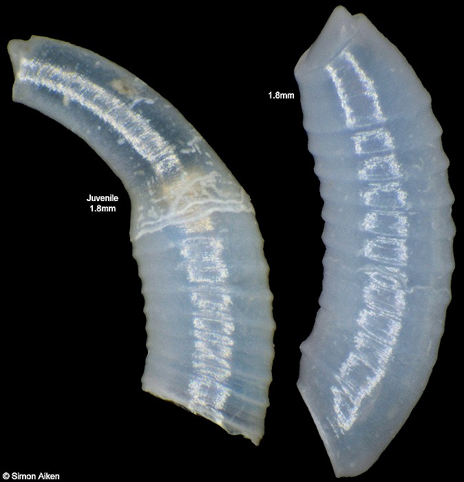 Caecum parvum C. B. Adams, 1852