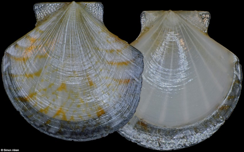 Parvamussium scitulum (E. A. Smith, 1885)