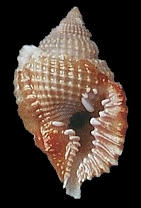 Distorsio parvimpedita Beu, 1998
