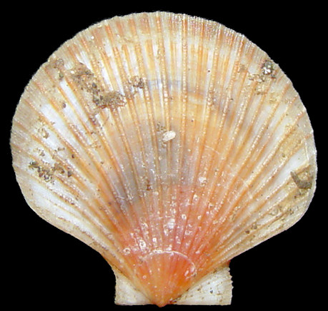 Parvamussium alaskense (Dall, 1872) Alaska Glass-scallop