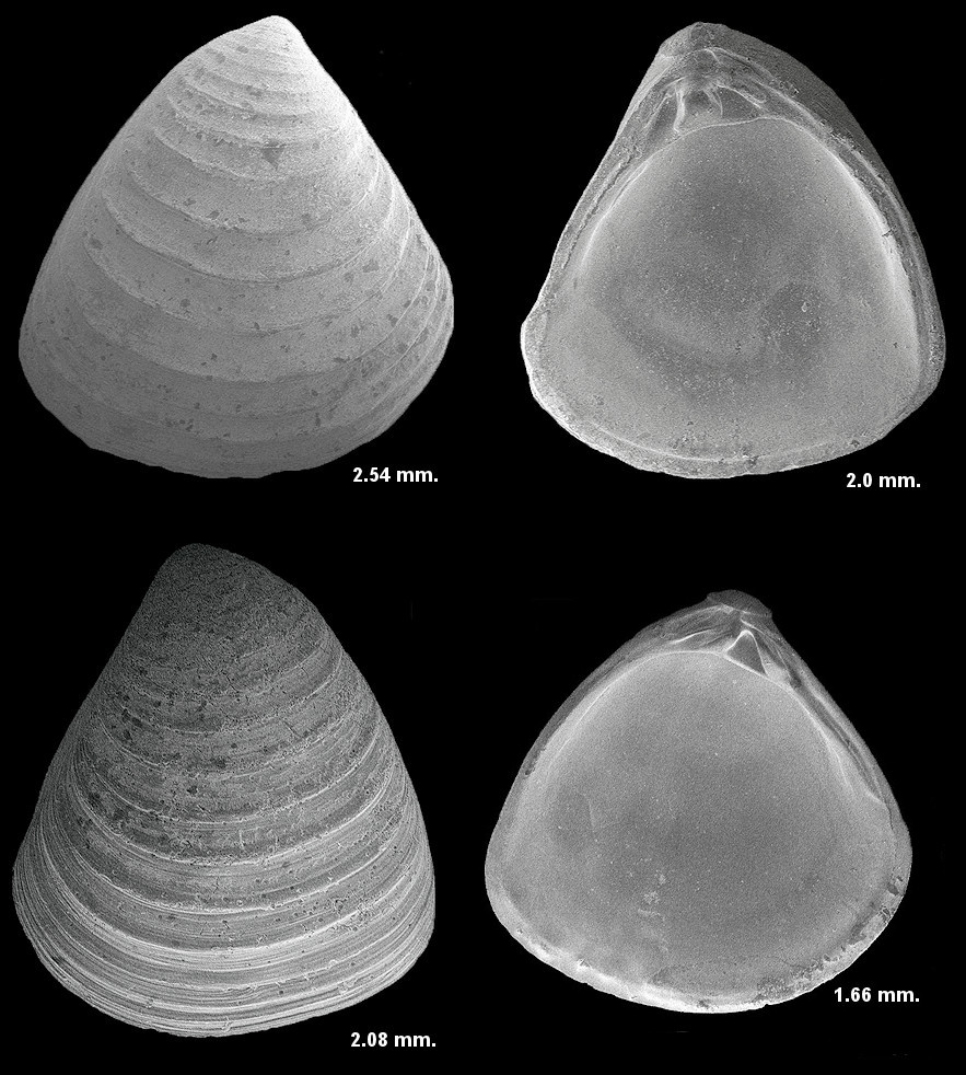 Parastarte martensi Mansfield, 1932 Fossil