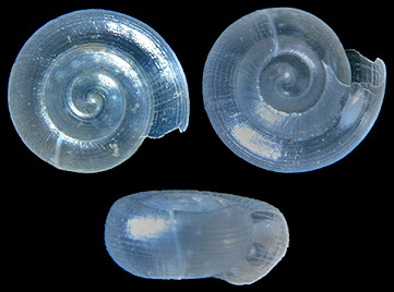 Helicodiscus parallelus (Say, 1821) Compound Coil