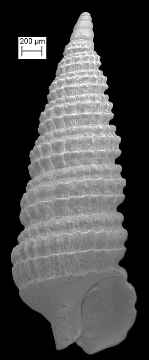 Cerithiopsis maisana Olsson and Harbison, 1953 Fossil