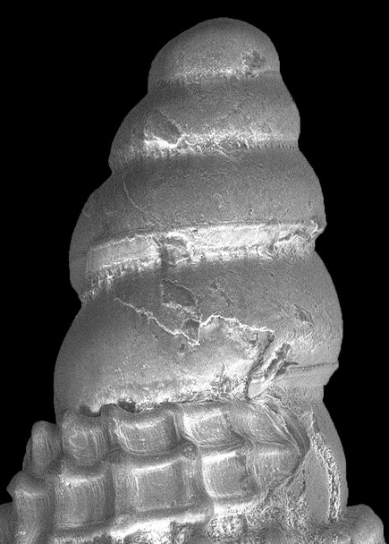 Cerithiopsis sp. cf. C. parvada Roln, Espinosa, and Fernndez-Garcs, 1911