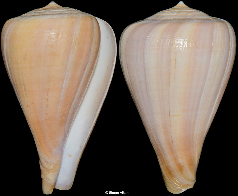 Conus patricus Hinds, 1843