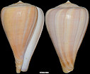 Conus patricus Hinds, 1843