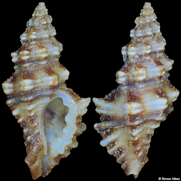 Muricopsis pauxilla (A. Adams, 1854)