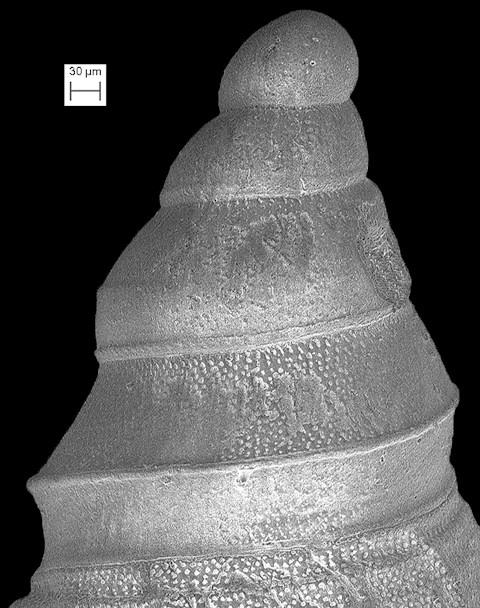 Nannodiella pauca Fargo in Olsson and Harbison, 1953