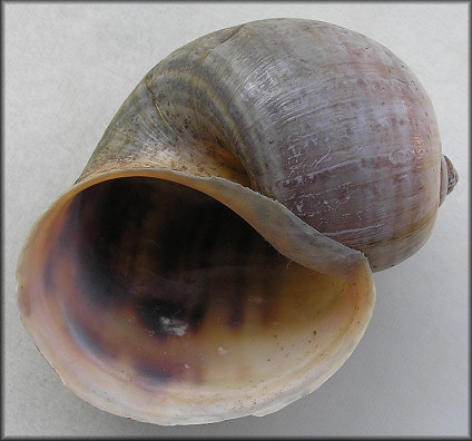 Pomacea maculata Perry, 1810 Palm Beach County, Florida