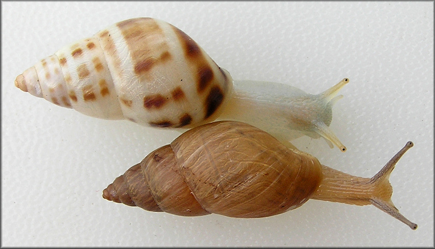 Drymaeus dormani (W. G. Binney, 1857) Manatee Treesnail