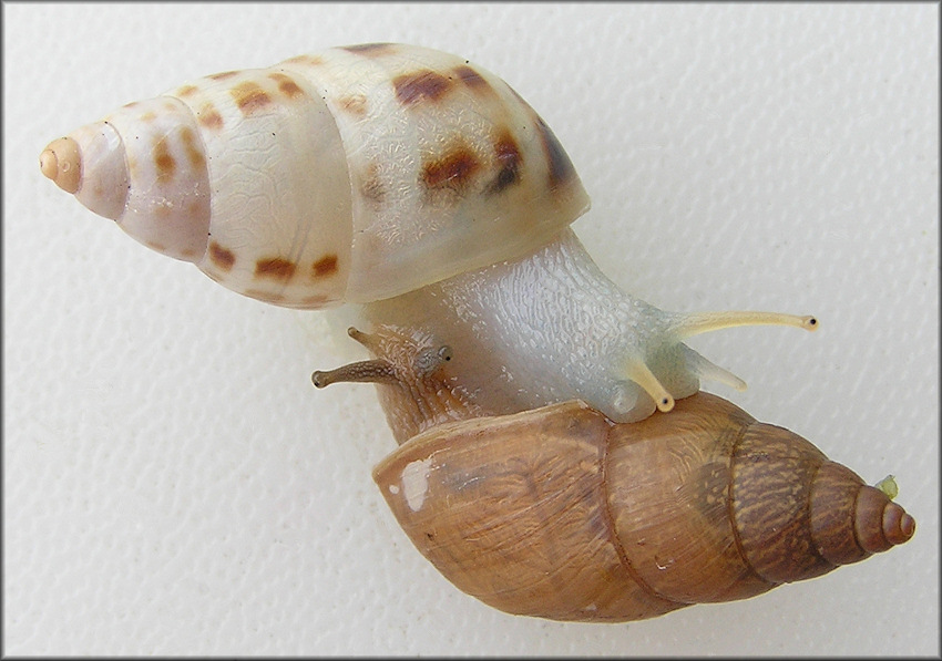 Drymaeus dormani (W. G. Binney, 1857) Manatee Treesnail