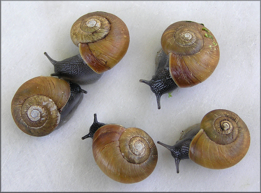 Mesomphix globosus (MacMillan, 1940) Globose Button