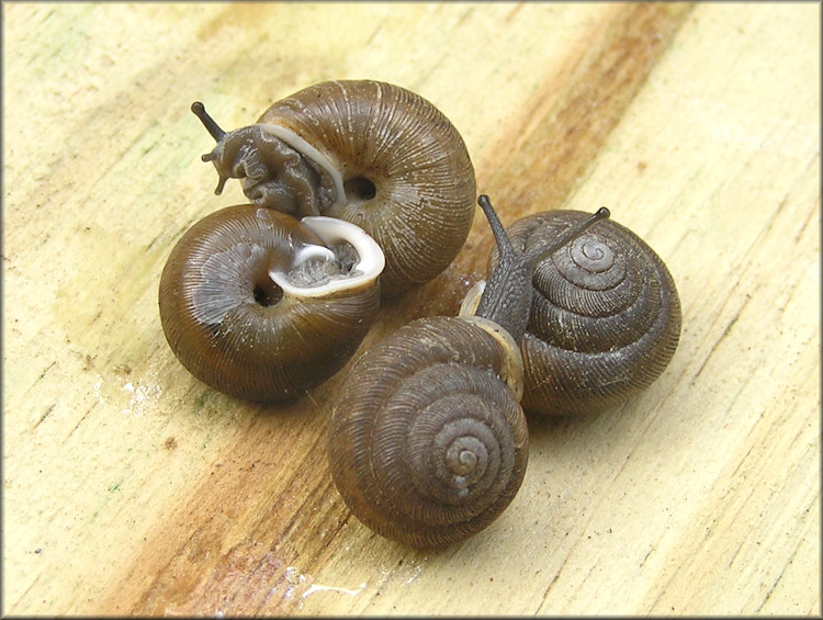 Triodopsis species "Florida Scrub Threetooth"