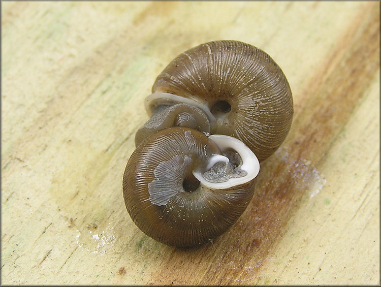 Triodopsis species "Florida Scrub Threetooth"