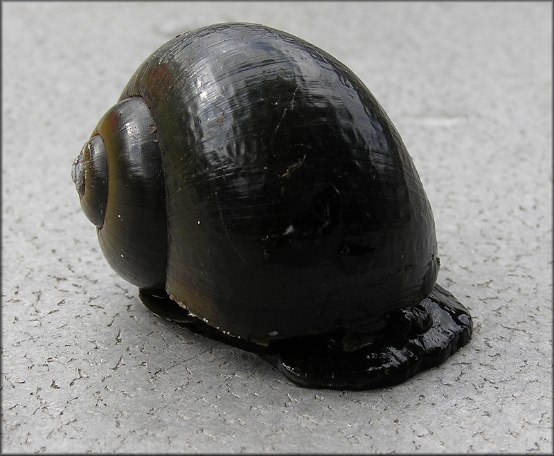 Pomacea paludosa (Say, 1829) Florida Applesnail Unusually Dark Specimen