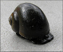 Pomacea paludosa (Say, 1829) Florida Applesnail Unusually Dark Specimen