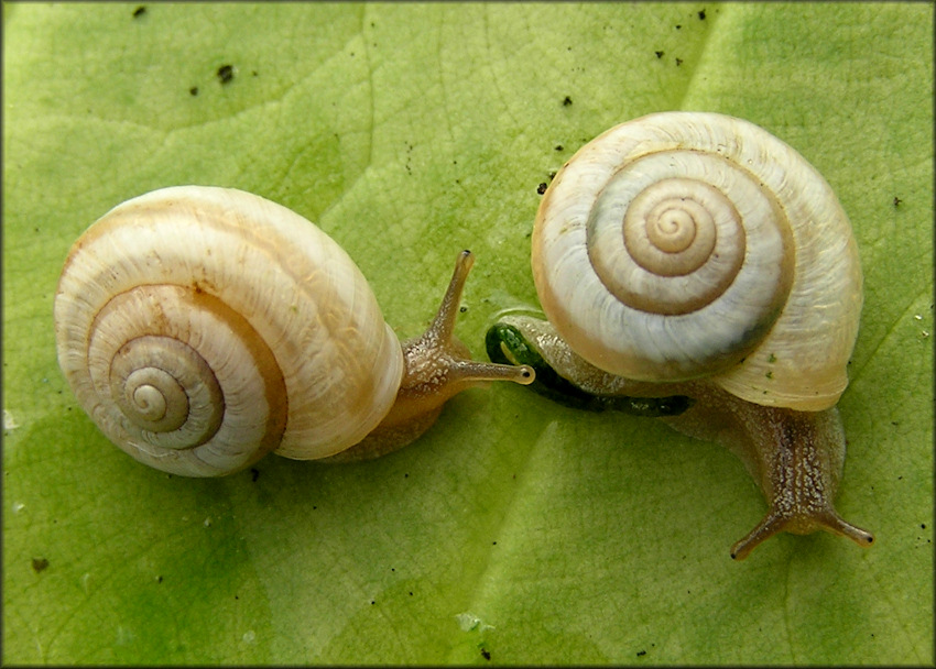 Praticolella mexicana K. Perez, 2011 "Peripatetic Scrubsnail"