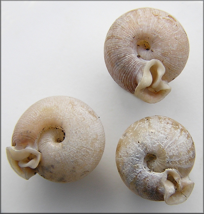 Three of the empty shells collected on 11/28/2009 are pictured below (8.1 - 9 mm.)