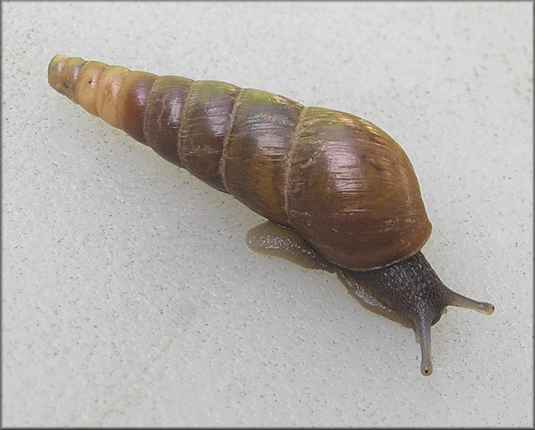 Rumina decollata (Linnaeus, 1758) Decollate Snail