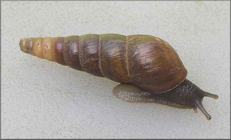 Rumina decollata (Linnaeus, 1758) Decollate Snail