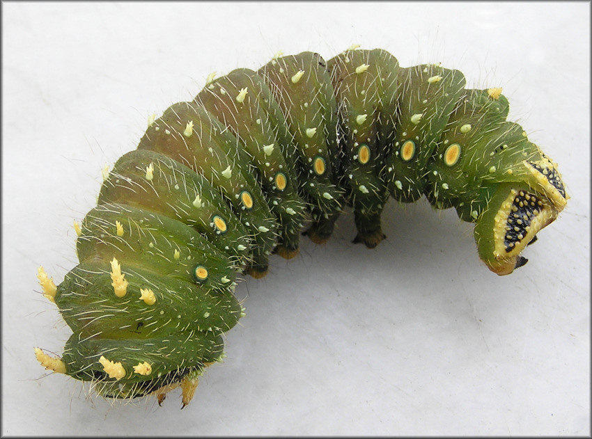 Imperial Moth [Eacles imperialis] Caterpillar