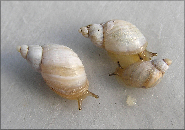 Succinea floridana Pilsbry, 1905 Florida Chalksnail