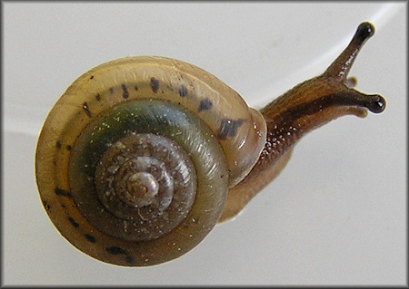 Praticolella mobiliana (I. Lea, 1841) Choctaw Scrubsnail