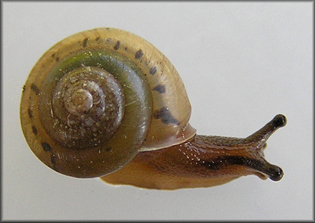 Praticolella mobiliana (I. Lea, 1841) Choctaw Scrubsnail