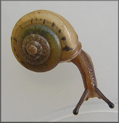 Praticolella mobiliana (I. Lea, 1841) Choctaw Scrubsnail