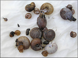 Some Of The Specimens Found At Bass Haven Station Two On 12/24/2009