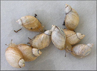 Succinea campestris Say, 1818 Crinkled Ambersnail ? l