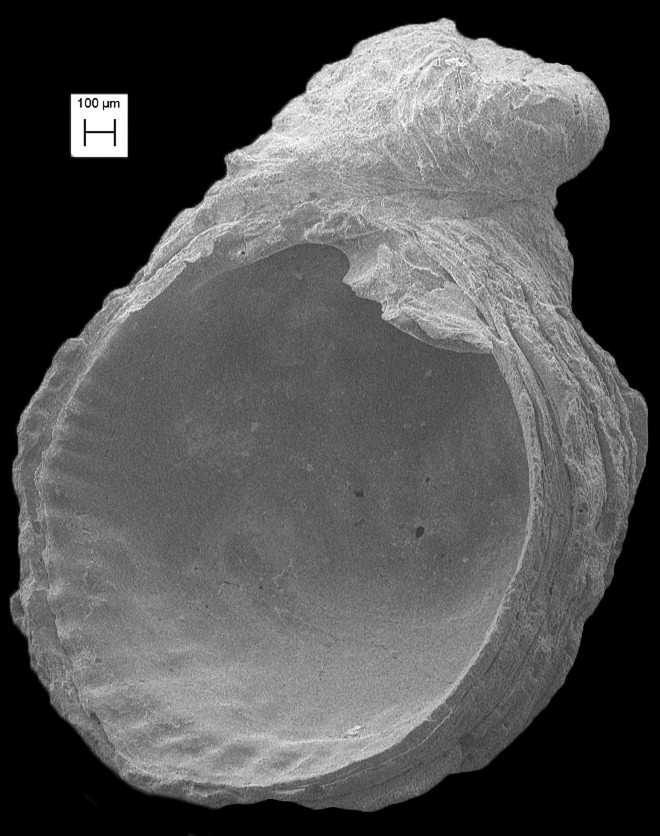 Chama gardnerae Olsson and Harbison, 1953 Fossil