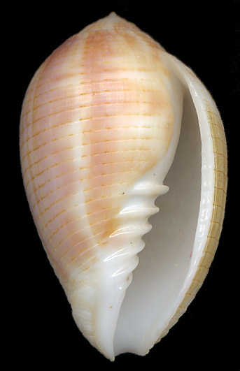 Pterygia dactylus (Linnaeus, 1767)