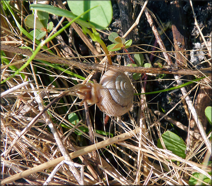 Daedalochila uvulifera From St. Johns Industrial Parkway South Retention Pond In Situ