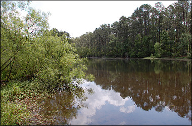 Second lake with Pomacea maculata population