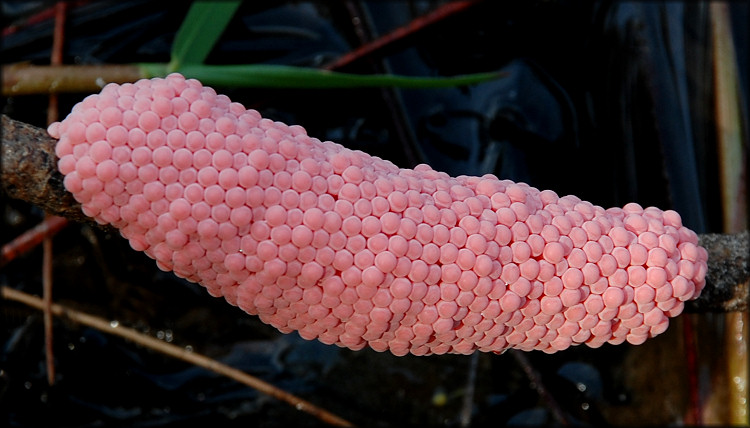 Pomacea maculata egg clutch on the lake shoreline