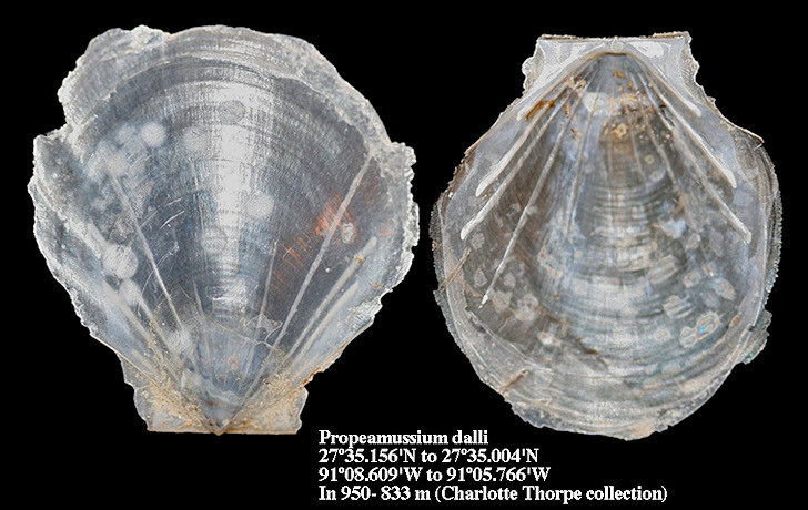 Propeamussium dalli (E. A. Smith, 1885)