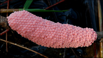 Pomacea egg clutch on the lake shoreline