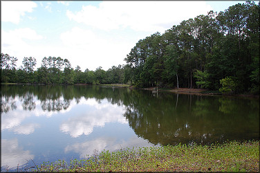 Lake where the live Pomacea maculata were found