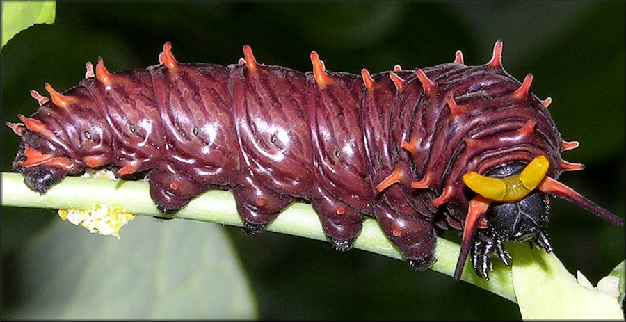 Polydamus Swallowtail [Battus polydmus] Larva