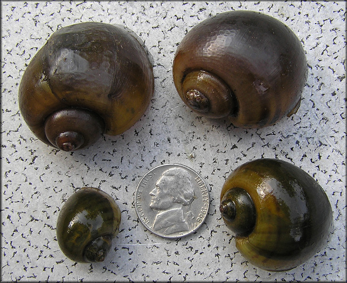 Pomacea maculata from the ditch/creek in the park